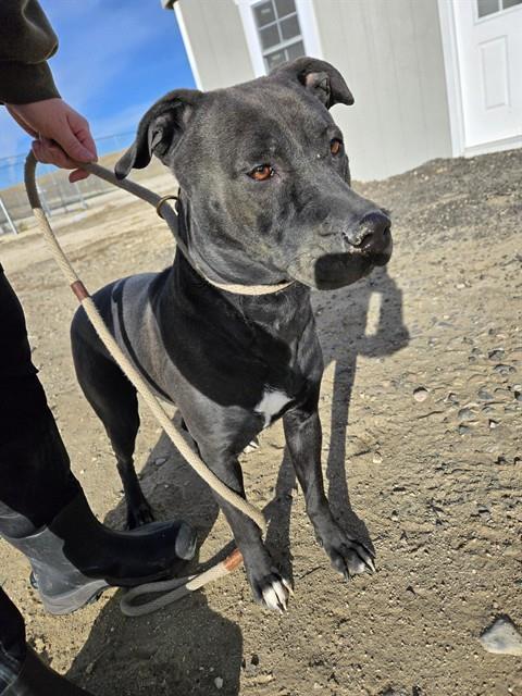 Enlarge ABBY, a Adoptable mixed breed in Casper, WY image 1/1