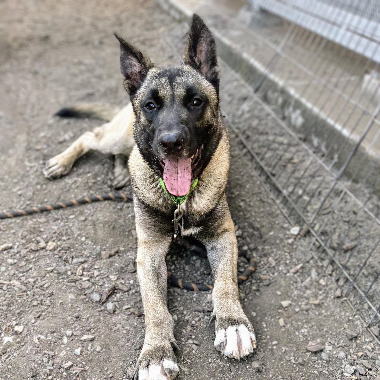 Wombat, Adoptable, Adult Male Belgian Shepherd / Malinois.