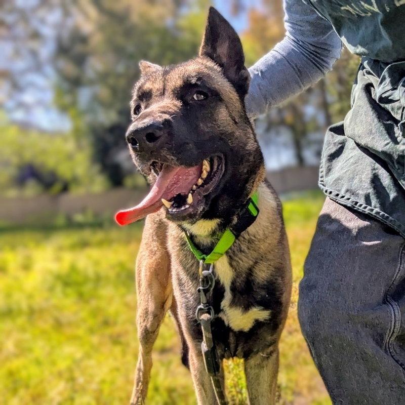 Wombat, Adoptable, Adult Male Belgian Shepherd / Malinois.