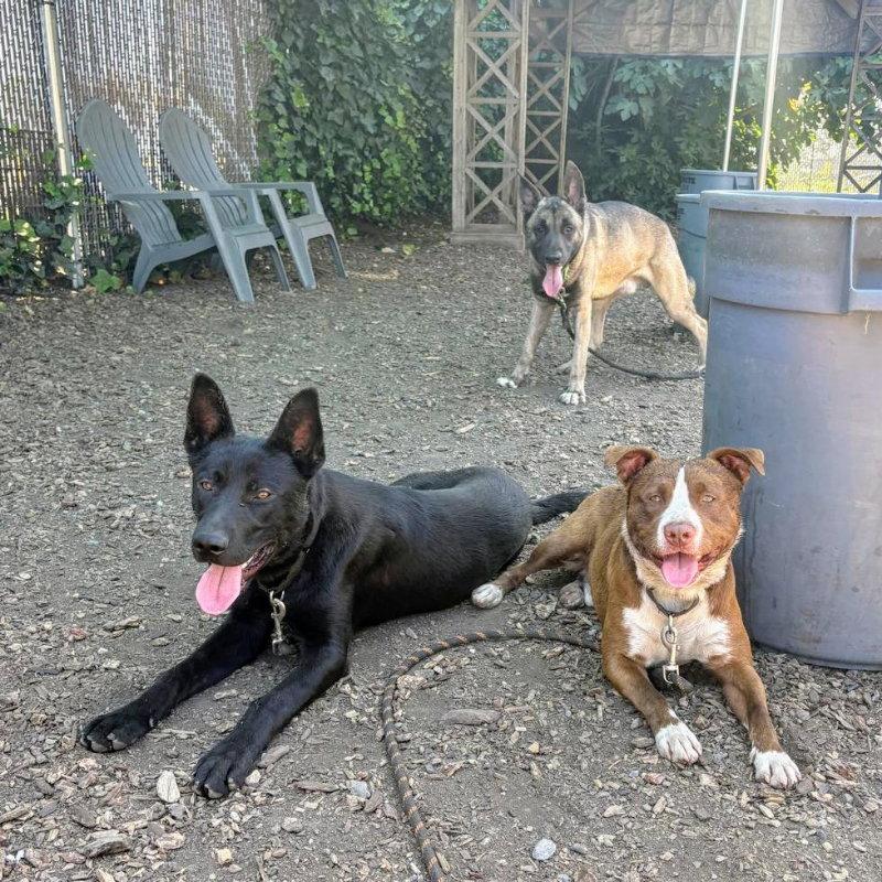 Wombat, a Adoptable Belgian Shepherd / Malinois in Oakland, CA image 2/3