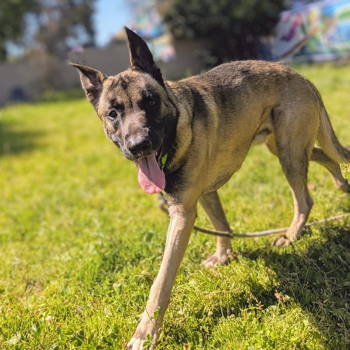 Wombat, a Adoptable Belgian Shepherd / Malinois in Oakland, CA image 3/3