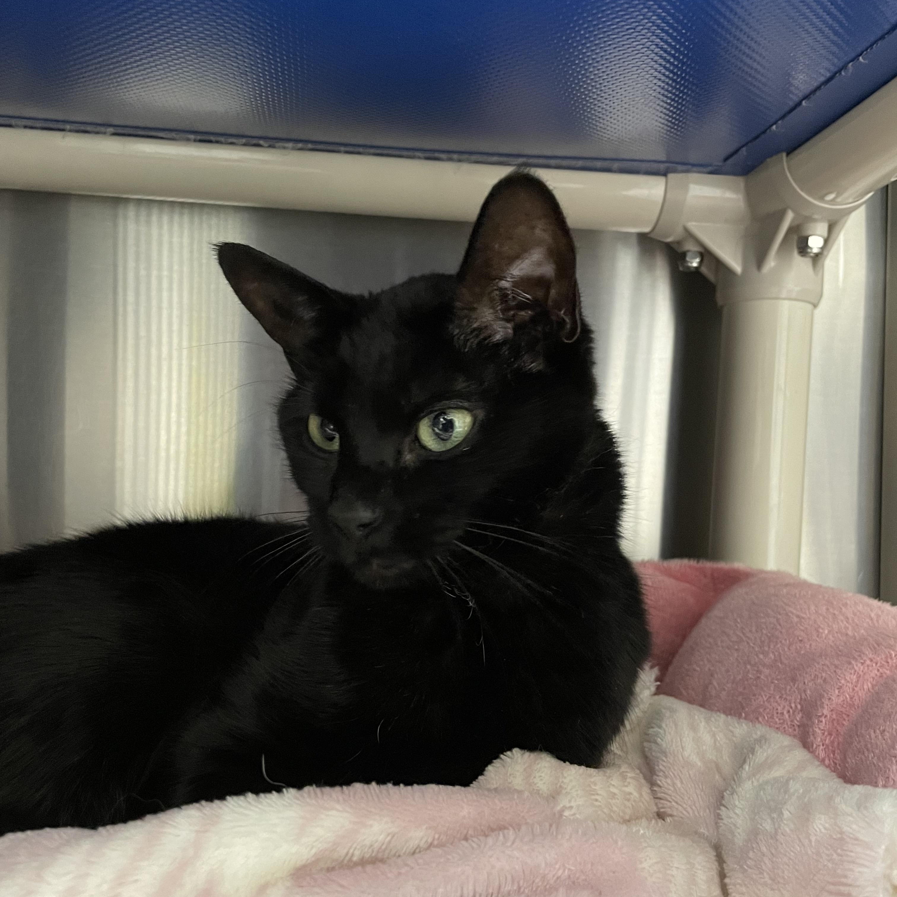 Enlarge Sushi and Luna, a Adoptable mixed breed in North Kingstown, RI image 3/6