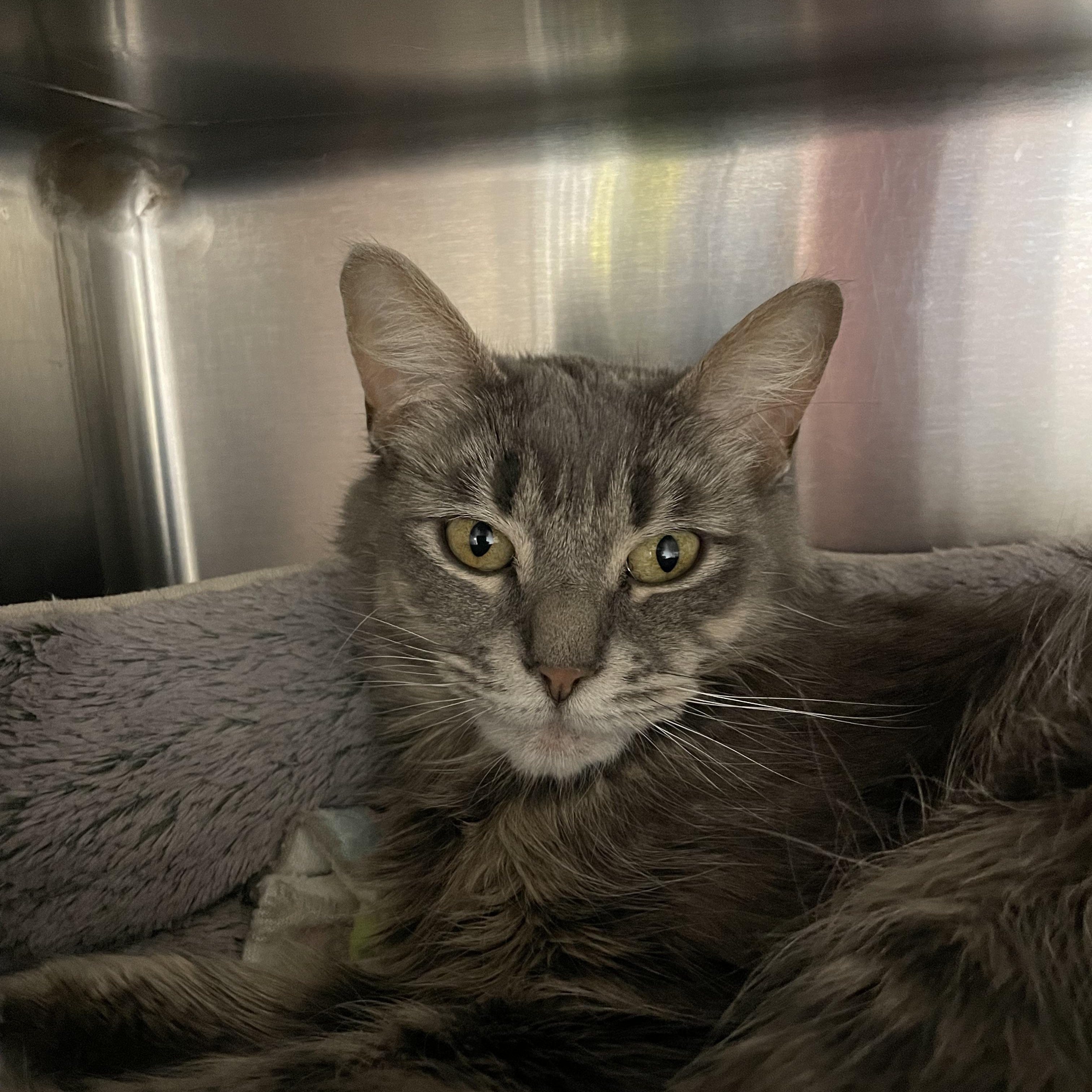 Enlarge Sushi and Luna, a Adoptable mixed breed in North Kingstown, RI image 2/6
