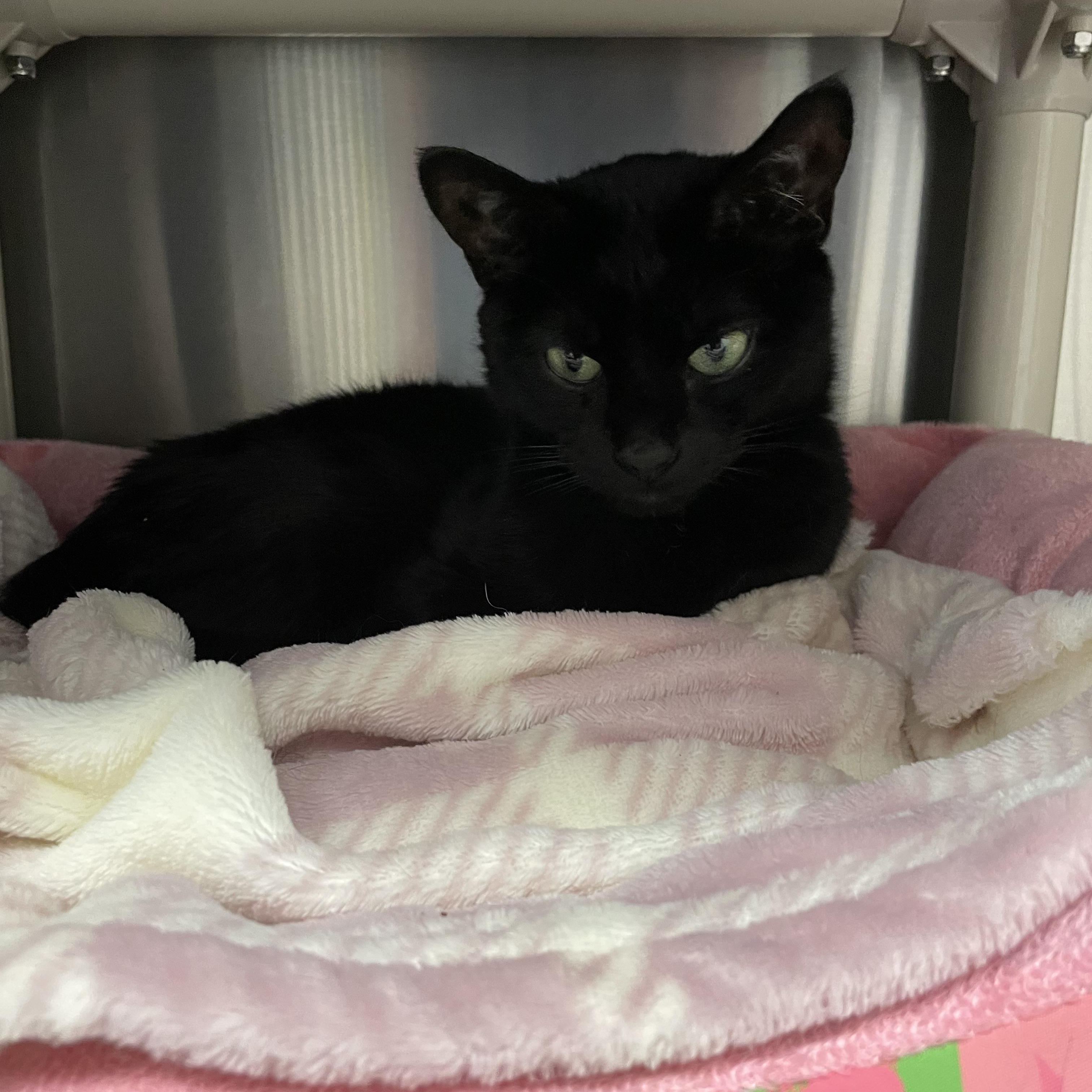 Enlarge Sushi and Luna, a Adoptable mixed breed in North Kingstown, RI image 5/6