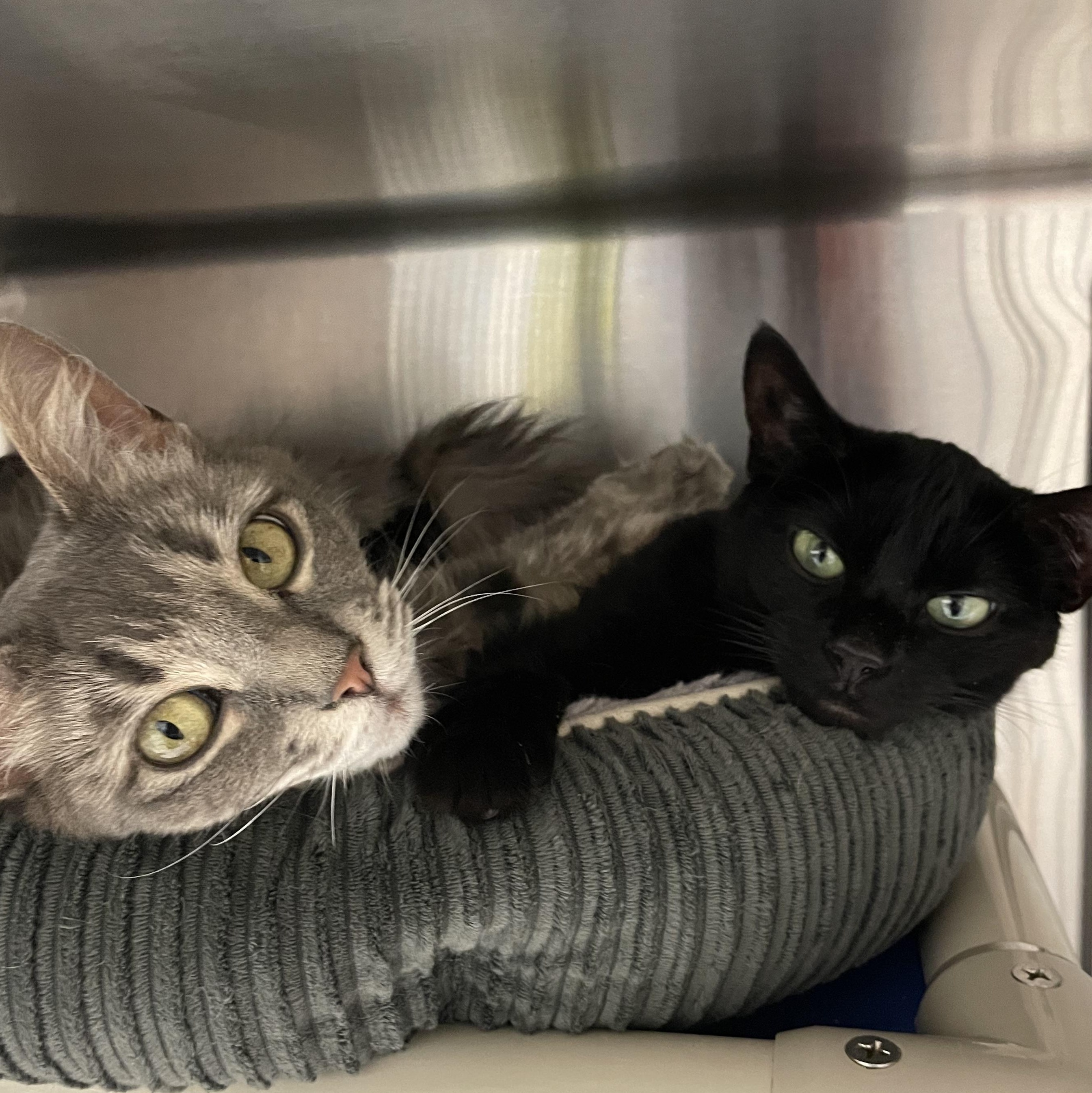 Sushi and Luna, Adoptable, Adult Female Domestic Medium Hair.
