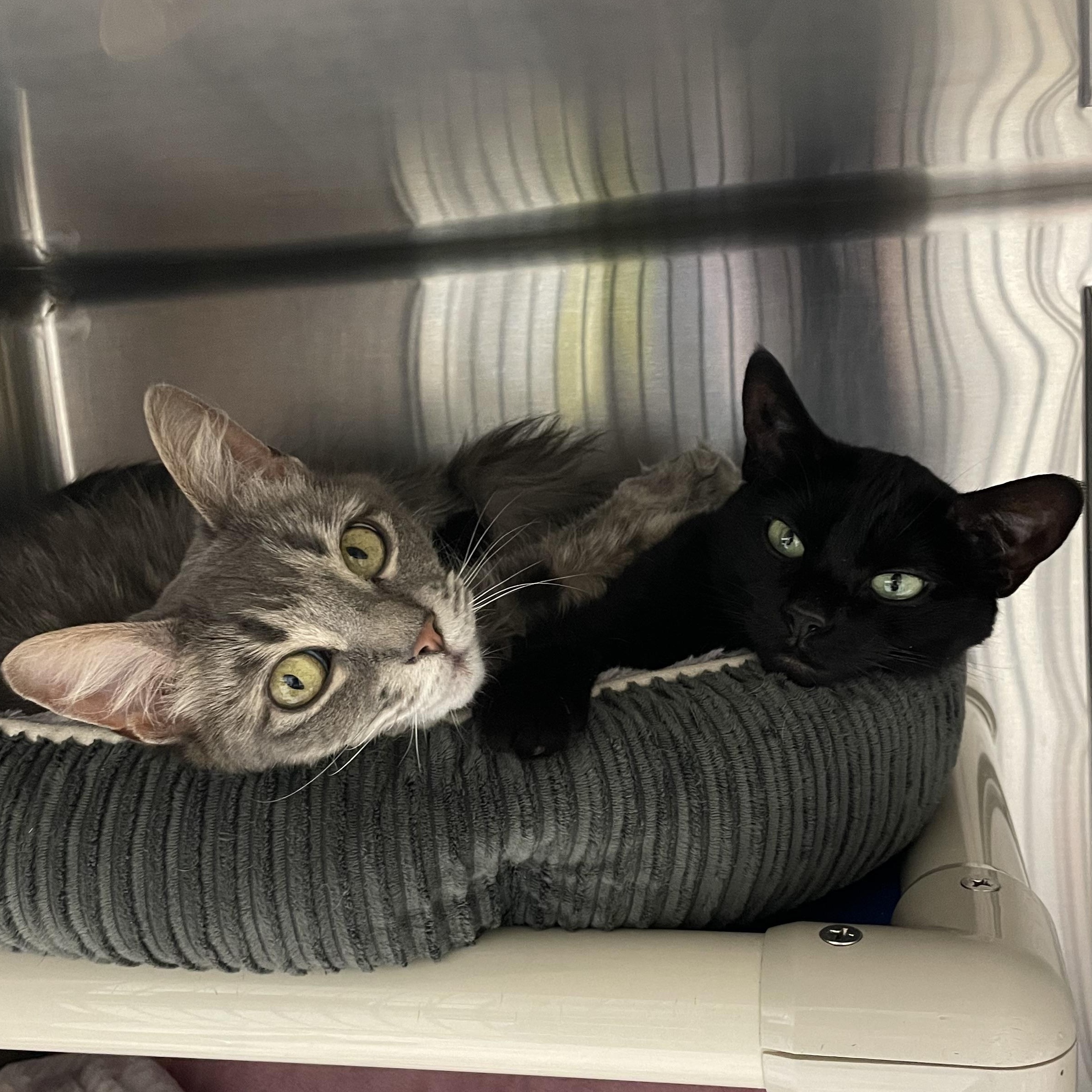 Enlarge Sushi and Luna, a Adoptable mixed breed in North Kingstown, RI image 6/6