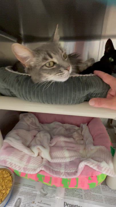 Enlarge Sushi and Luna, a Adoptable mixed breed in North Kingstown, RI video 4/6