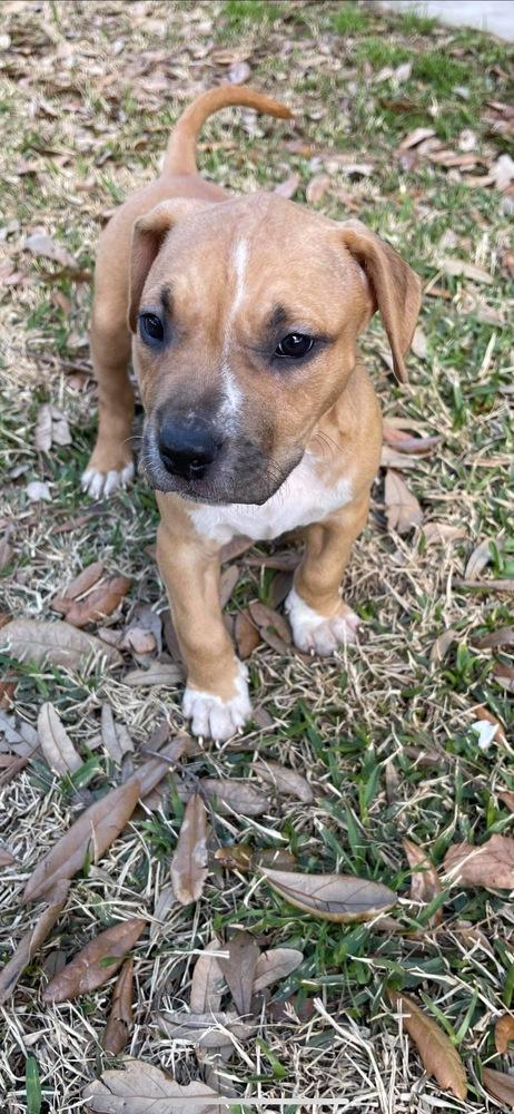 Sequoia, Adopted, Puppy Female Staffordshire Bull Terrier.