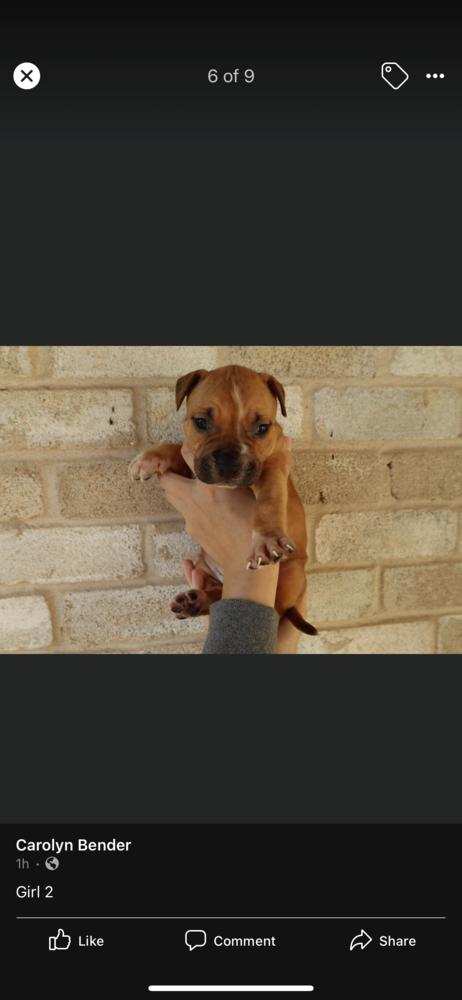 Enlarge Sequoia, a Adopted mixed breed in Sealy, TX image 2/3