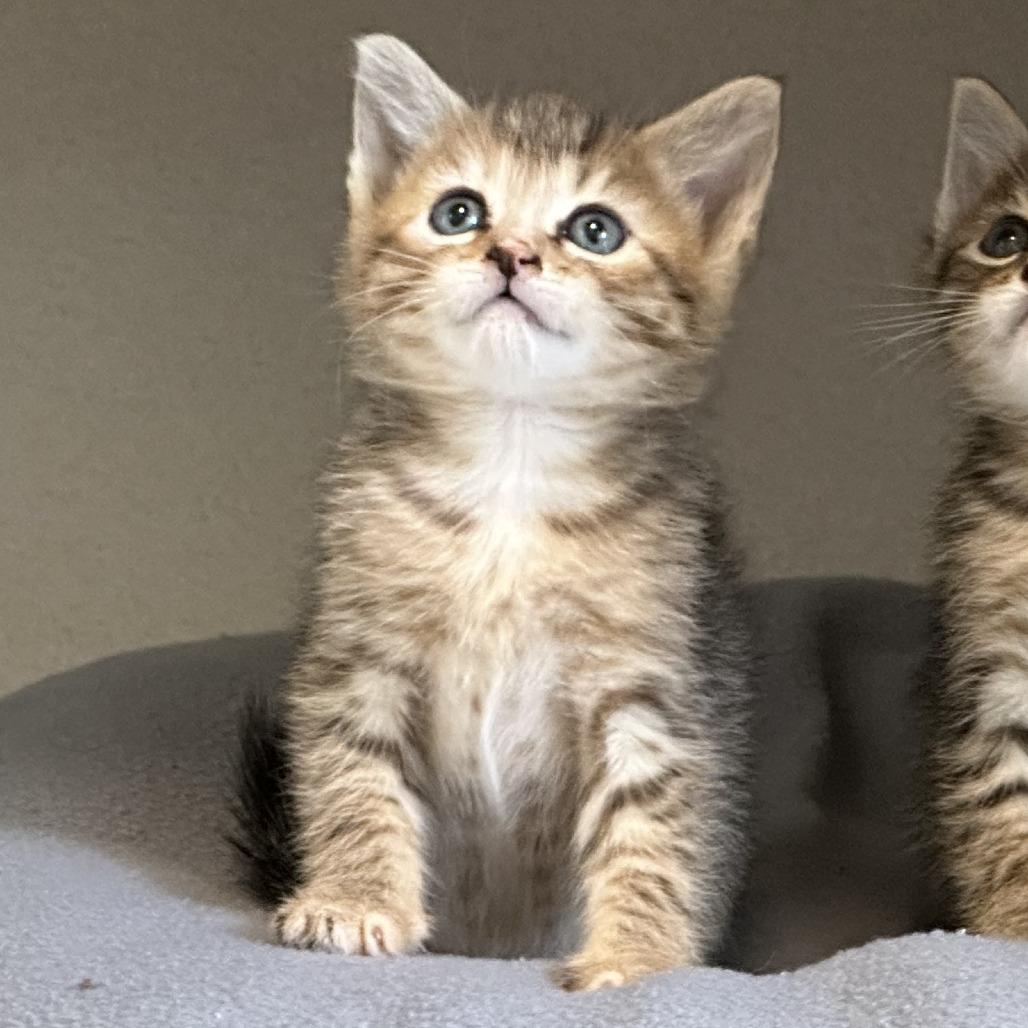 Rosa, Adoptable, Kitten Female Domestic Medium Hair.