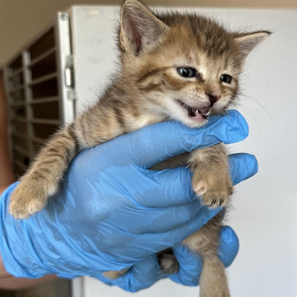 Enlarge Rosa, a Adoptable Domestic Medium Hair in Durango, CO image 2/6