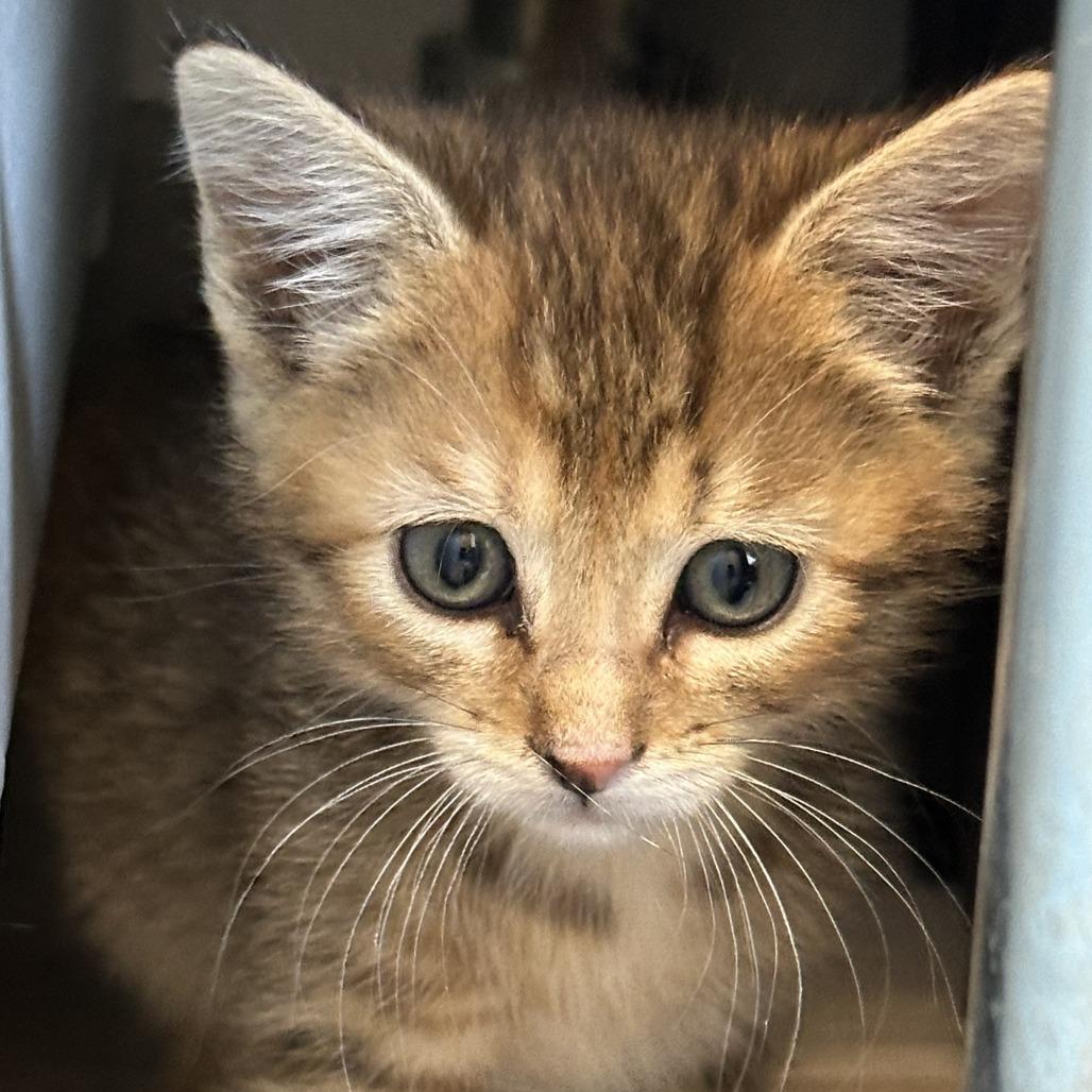 Enlarge Rosa, a Adoptable Domestic Medium Hair in Durango, CO image 3/6