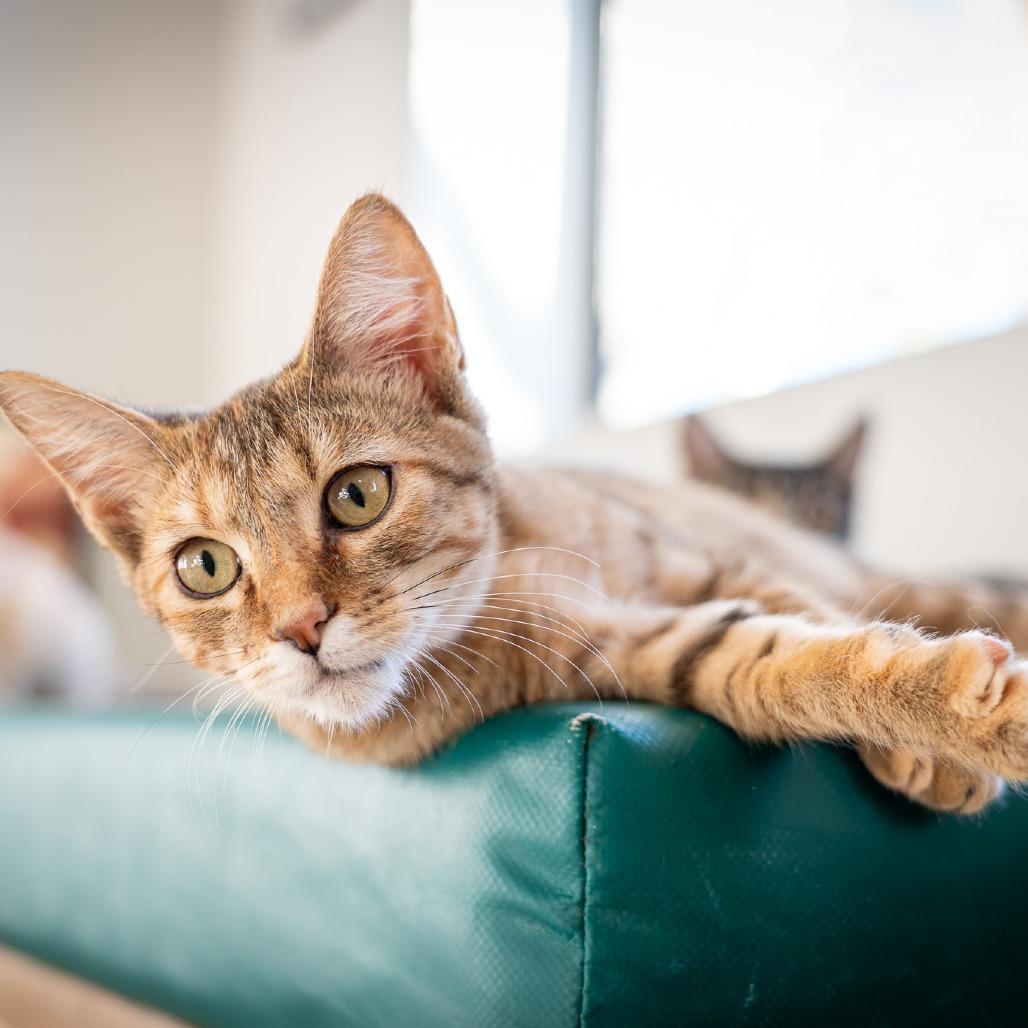 Enlarge Rosa, a Adoptable Domestic Medium Hair in Durango, CO image 4/6