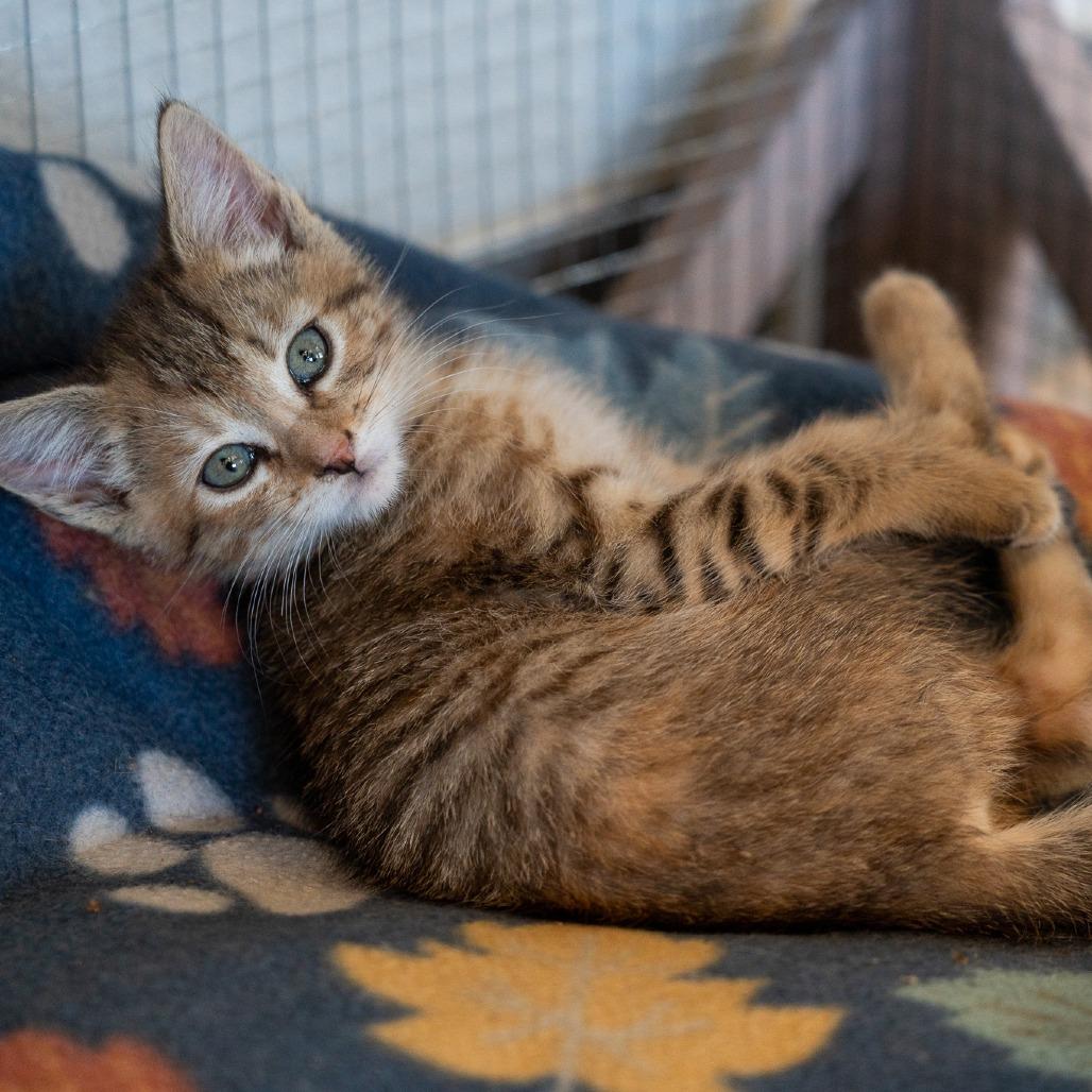 Enlarge Rosa, a Adoptable Domestic Medium Hair in Durango, CO image 6/6