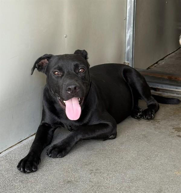 VADER, Adoptable, Young Male Labrador Retriever & Mixed Breed.