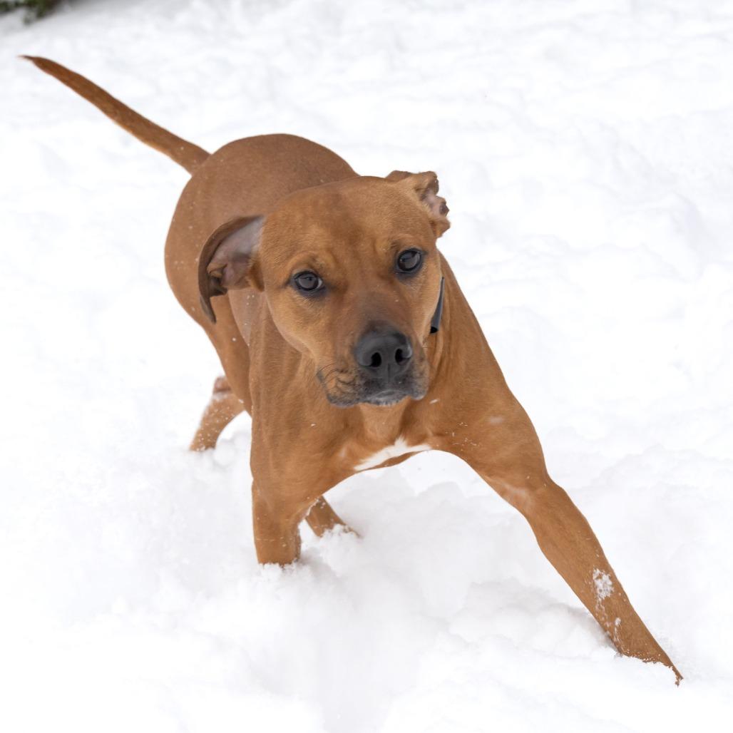 Henna, Adoptable, Young Female Mixed Breed.