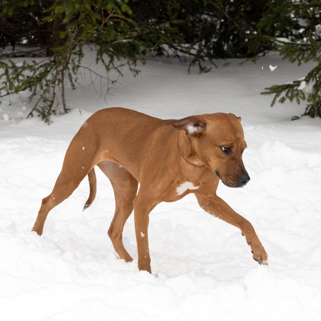 Henna, a Adoptable Mixed Breed image 2/6