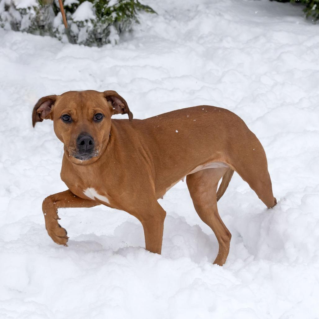 Henna, a Adoptable Mixed Breed image 3/6