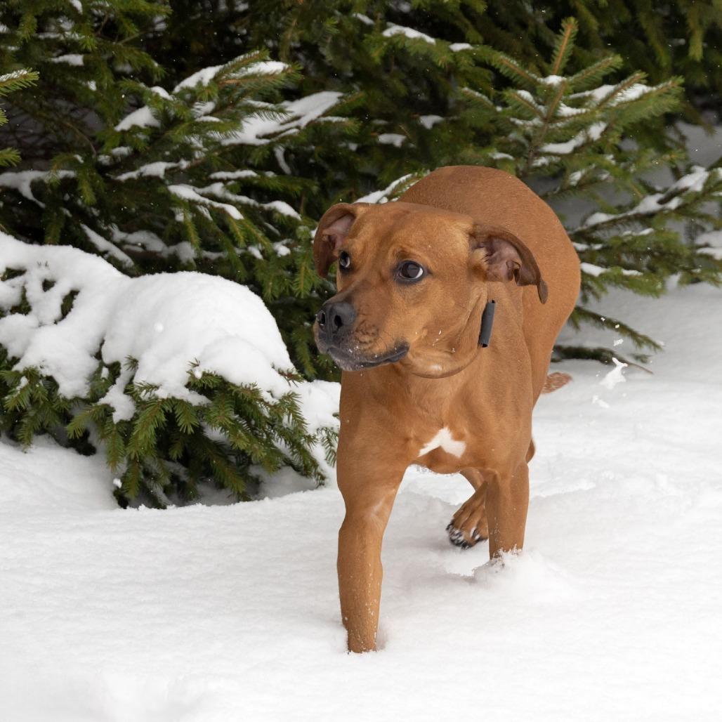 Henna, a Adoptable Mixed Breed image 4/6