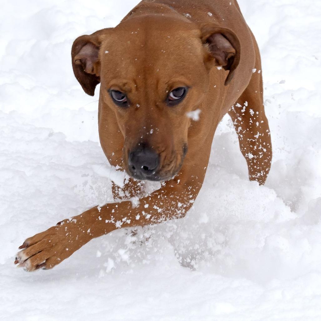 Henna, a Adoptable Mixed Breed image 5/6