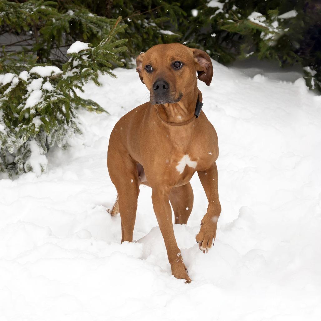 Henna, a Adoptable Mixed Breed image 6/6