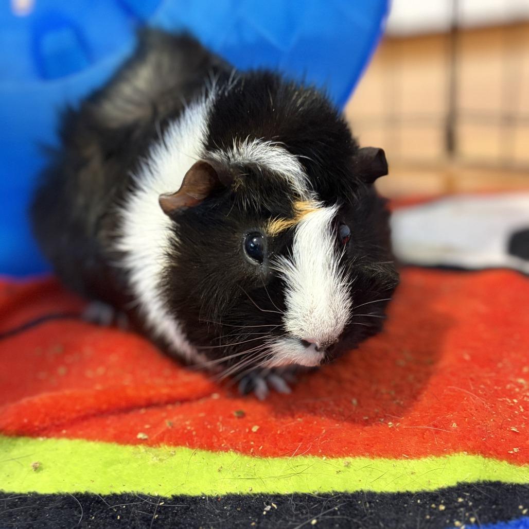 Bugzy, Adoptable, Adult Male Abyssinian & Guinea Pig.