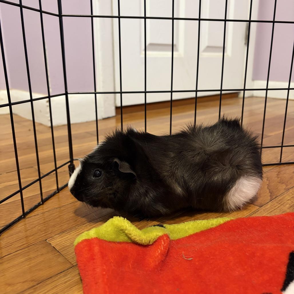 Bugzy, a Adoptable mixed breed in Providence, RI image 2/5
