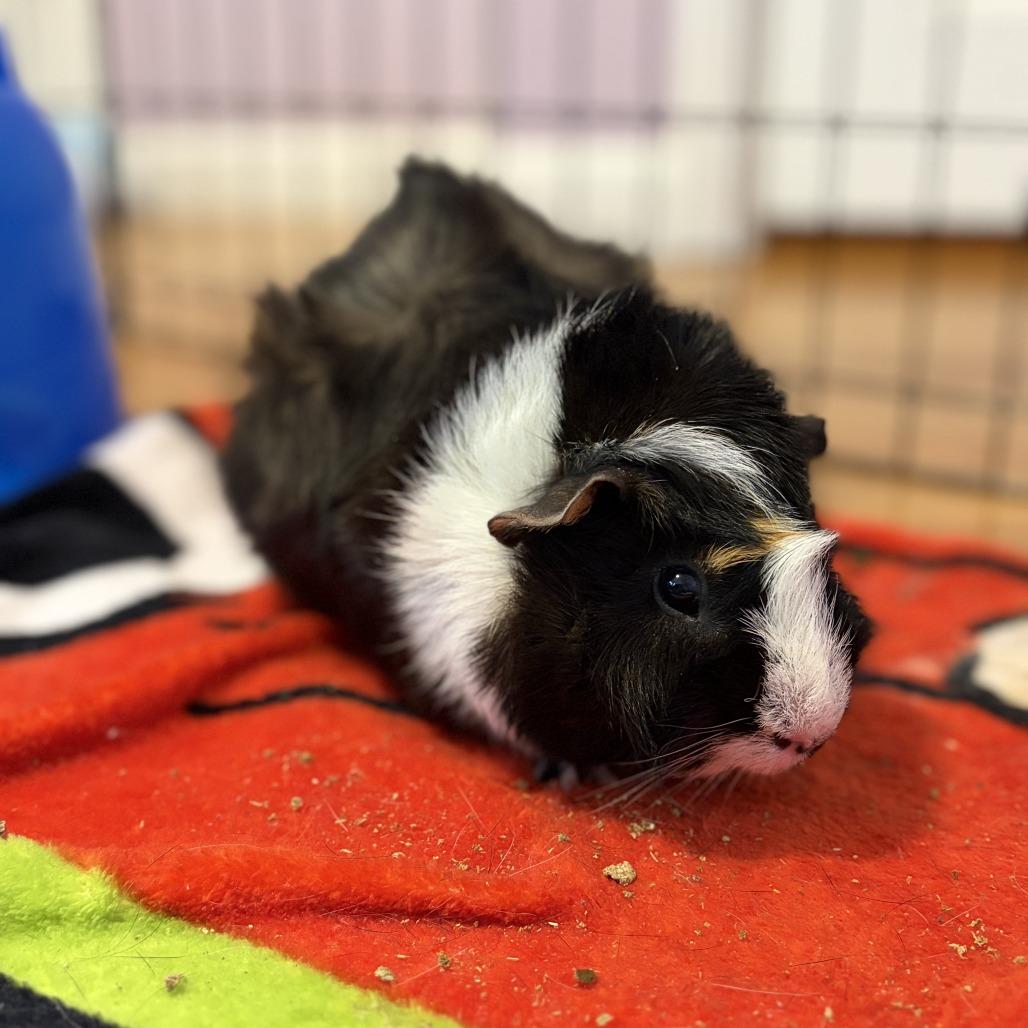 Bugzy, a Adoptable mixed breed in Providence, RI image 3/5