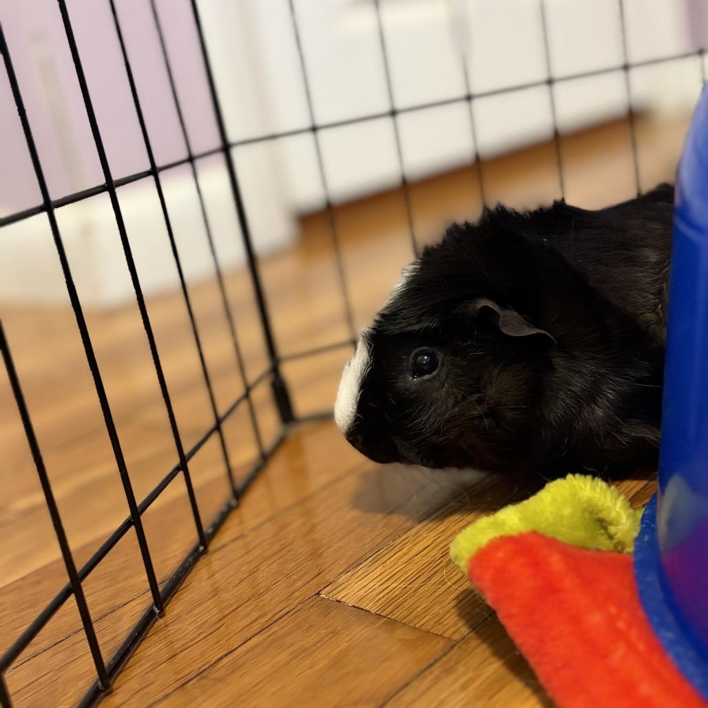 Bugzy, a Adoptable mixed breed in Providence, RI image 4/5