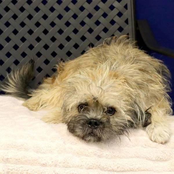 Augie, a Adoptable mixed breed in Midland, TX image 2/2