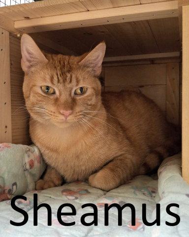 Sheamus, Adoptable, Adult Male Tabby & Domestic Short Hair.