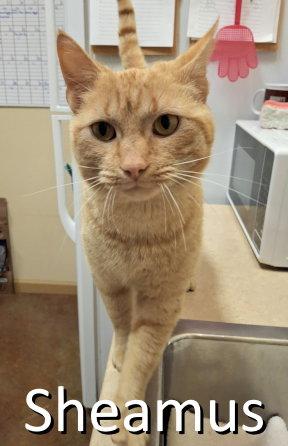 Sheamus, a Adoptable mixed breed in Mountain View, AR image 2/3