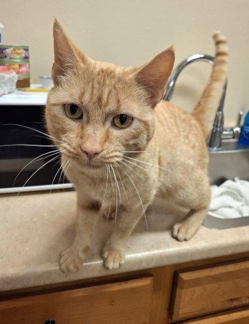 Sheamus, a Adoptable mixed breed in Mountain View, AR image 3/3