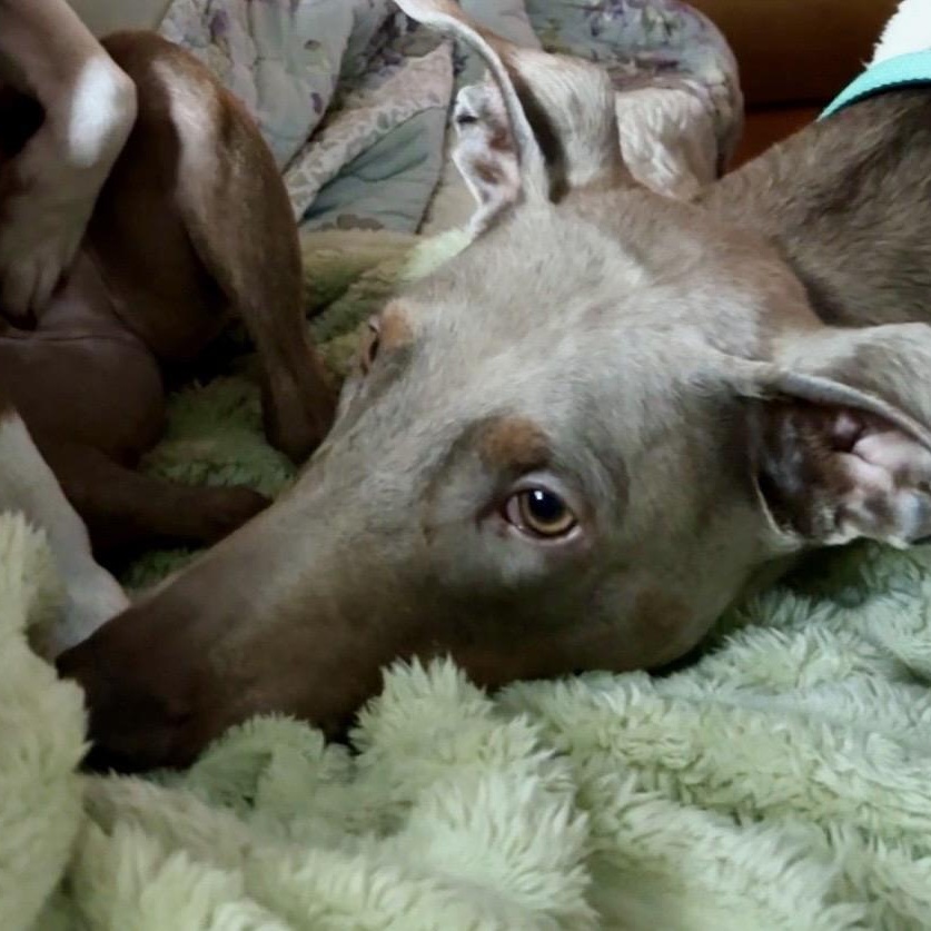 Enlarge Maxine “Max”, a ADOPTABLE Doberman Pinscher in Wilmington, IL image 4/6