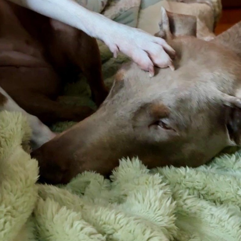 Enlarge Maxine “Max”, a ADOPTABLE Doberman Pinscher in Wilmington, IL image 5/6