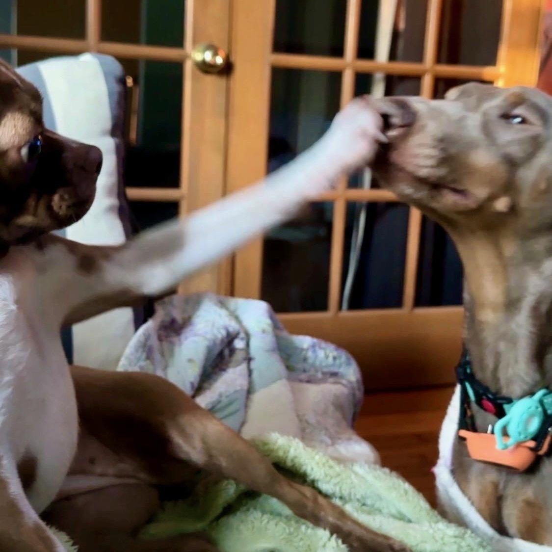 Enlarge Maxine “Max”, a ADOPTABLE Doberman Pinscher in Wilmington, IL image 2/6