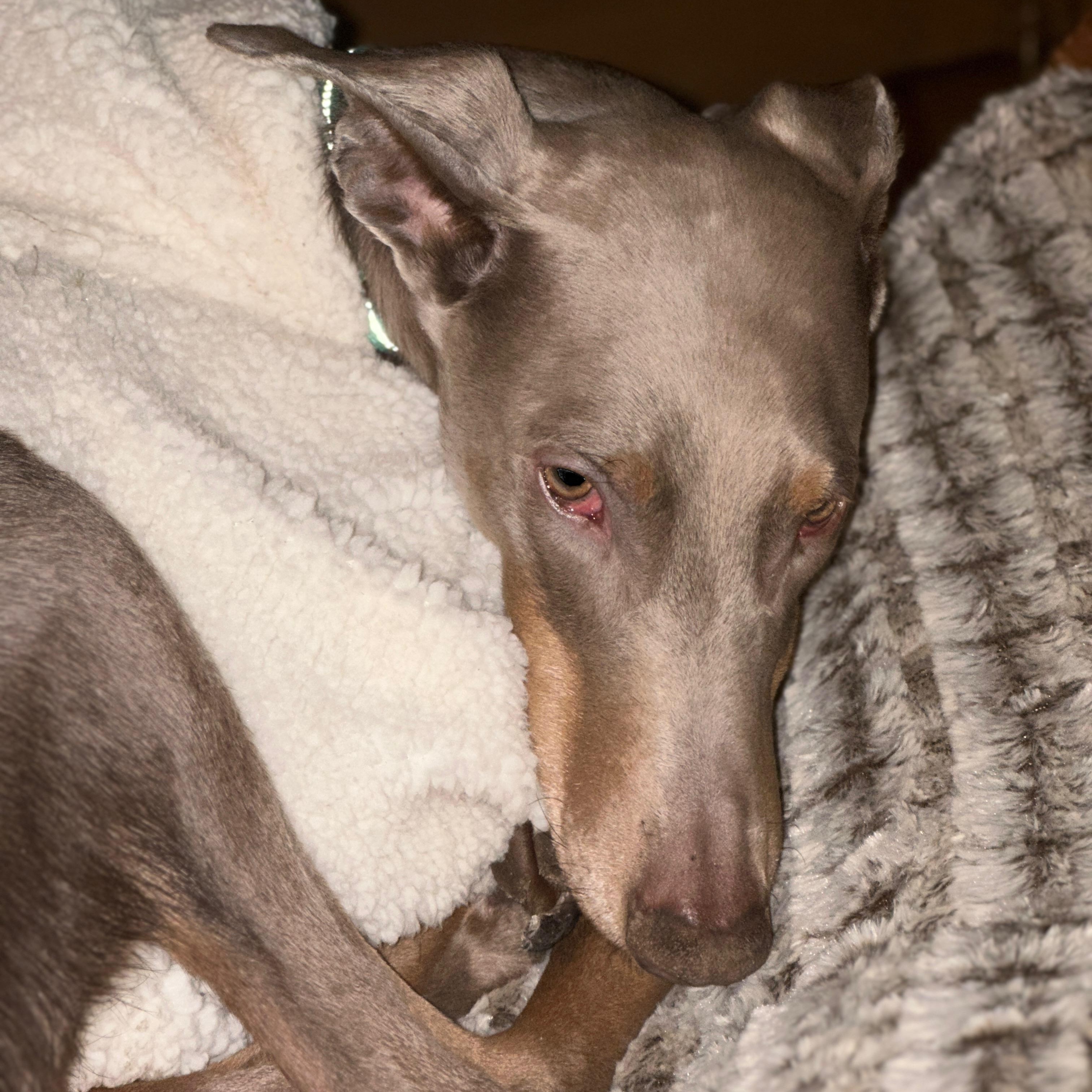 Enlarge Maxine “Max”, a ADOPTABLE Doberman Pinscher in Wilmington, IL image 6/6