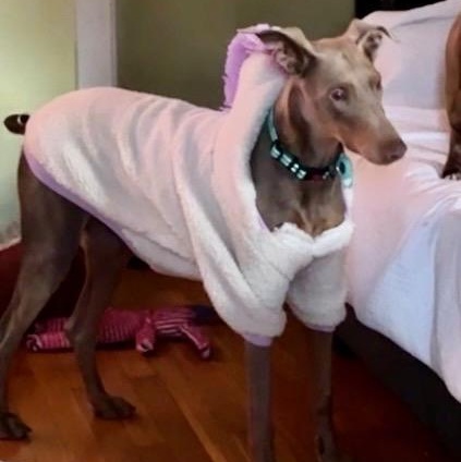 Enlarge Maxine “Max”, a ADOPTABLE Doberman Pinscher in Wilmington, IL image 3/6