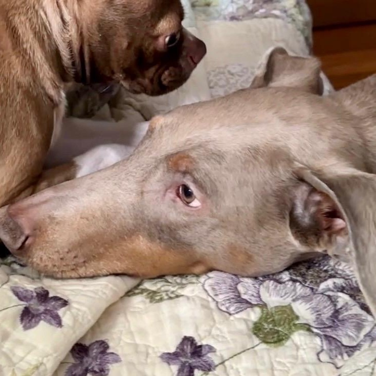 Enlarge Maxine “Max”, a ADOPTABLE Doberman Pinscher in Wilmington, IL image 1/6