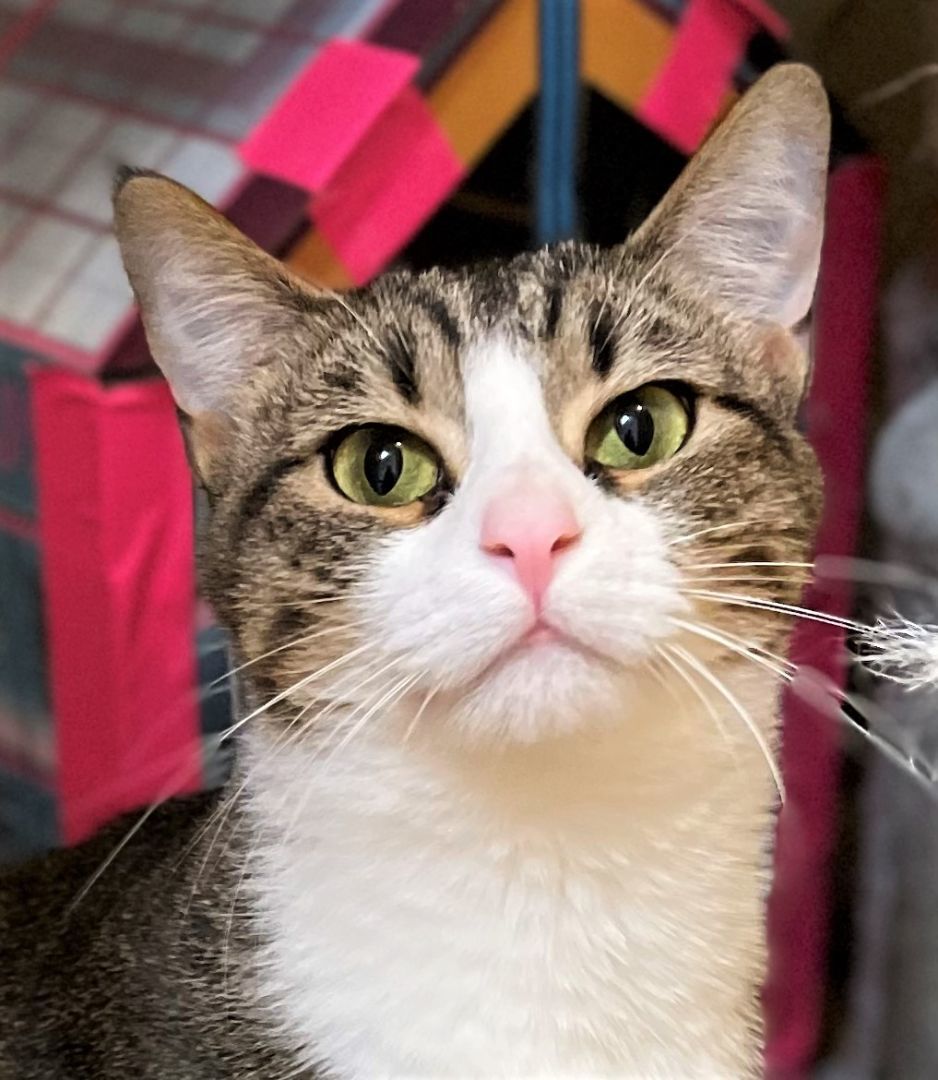 Autumn, a Adoptable Domestic Short Hair in Chattanooga, TN image 3/5