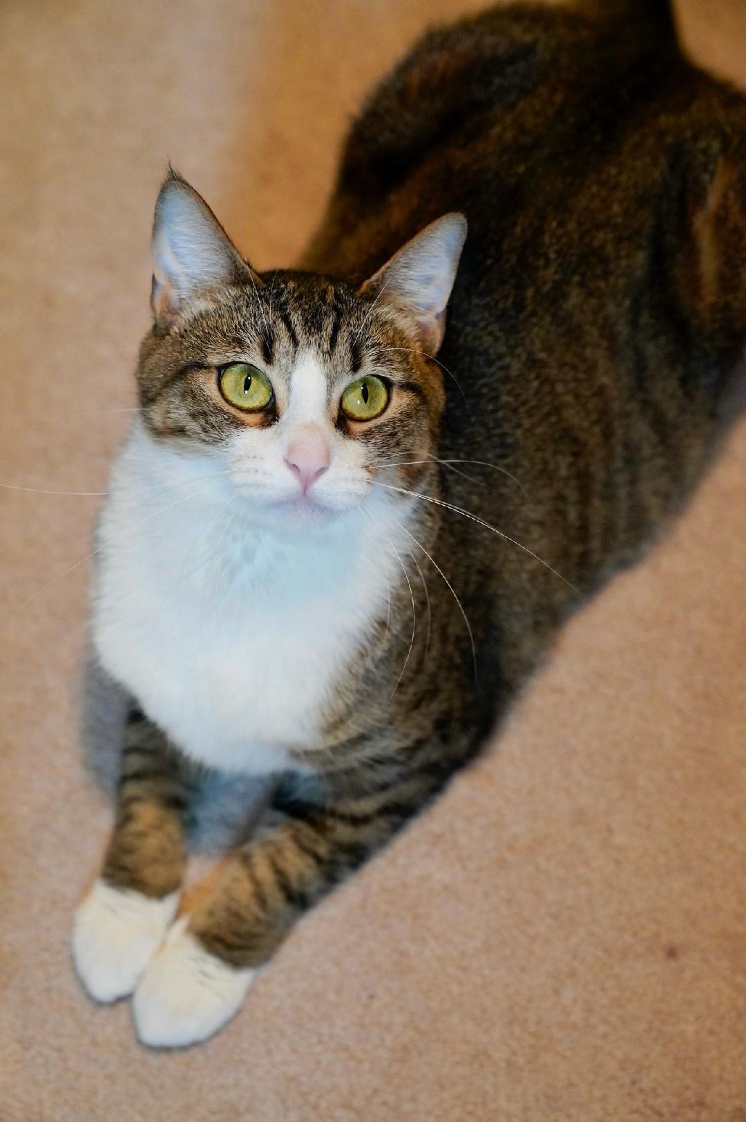 Autumn, a Adoptable Domestic Short Hair in Chattanooga, TN image 2/5