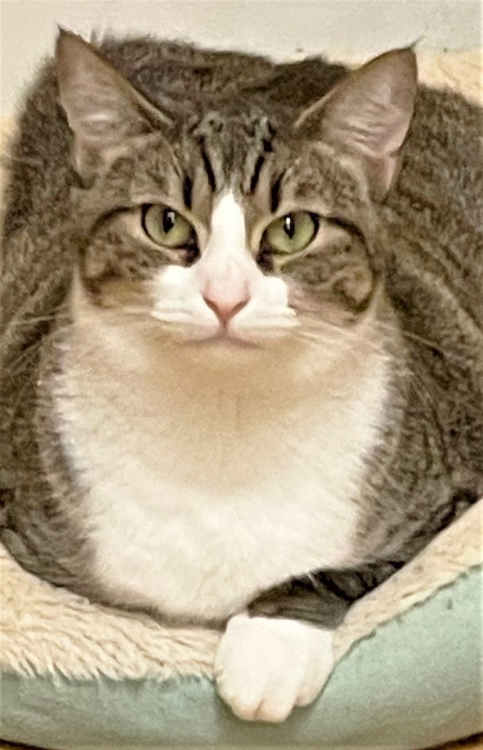 Autumn, a Adoptable Domestic Short Hair in Chattanooga, TN image 5/5