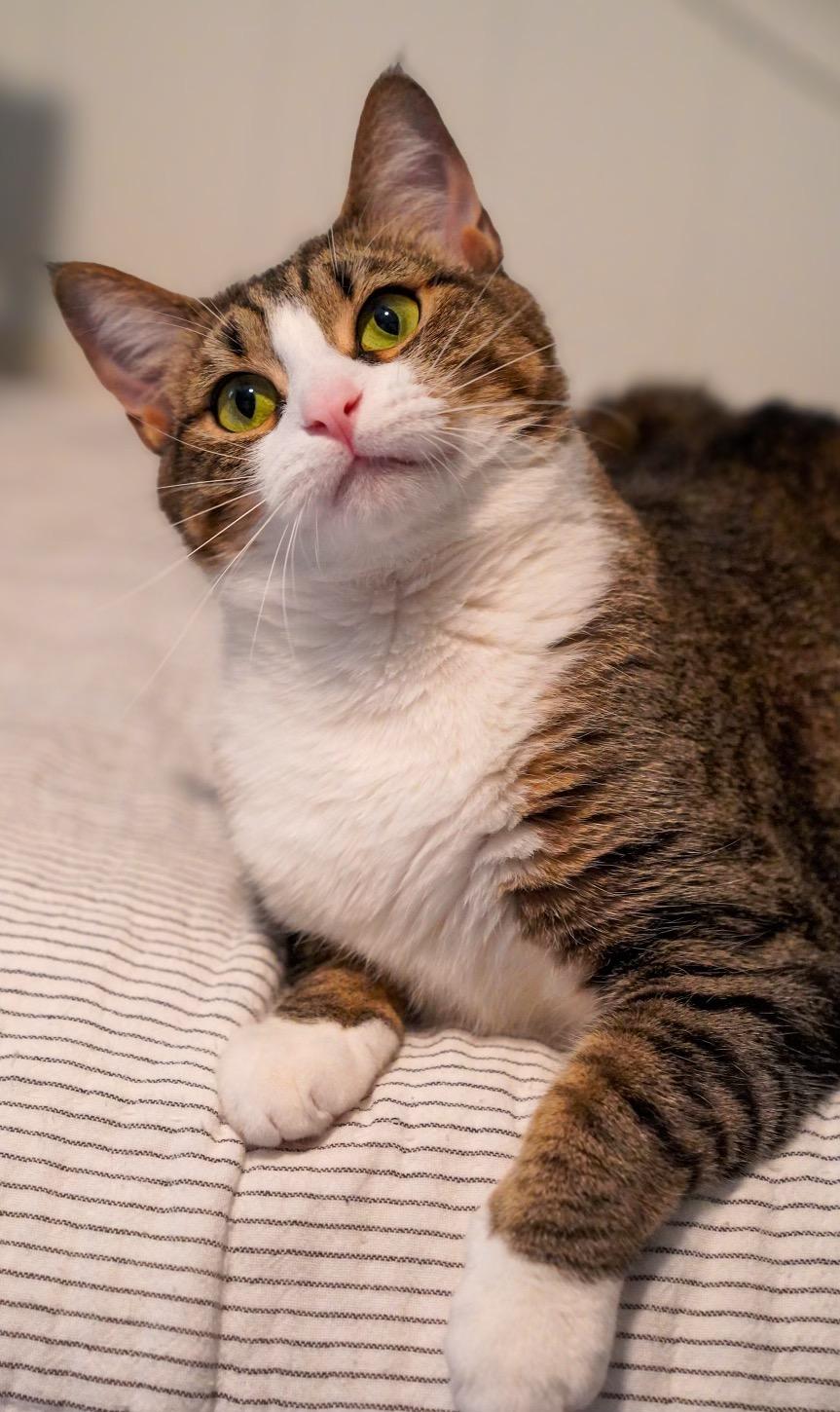 Autumn, a Adoptable Domestic Short Hair in Chattanooga, TN image 1/5