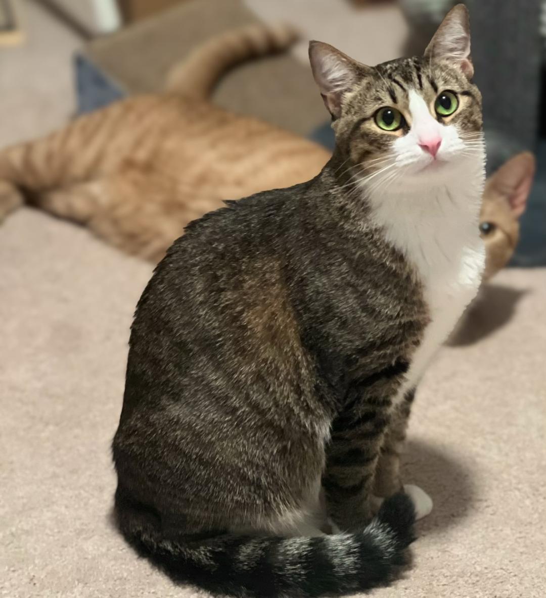 Autumn, a Adoptable Domestic Short Hair in Chattanooga, TN image 4/5