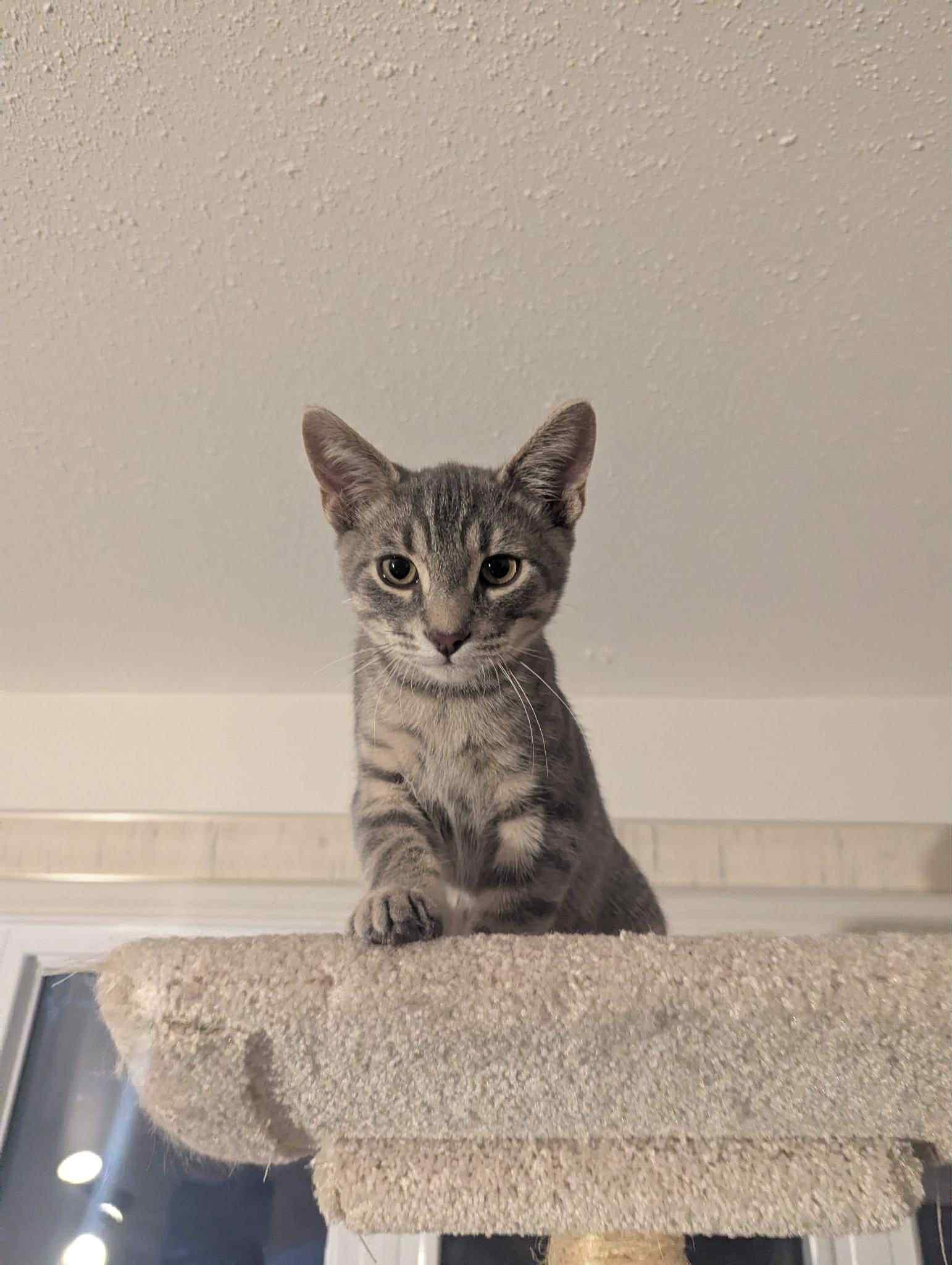 Enlarge Chevy, a Adopted Tabby in Orleans, ON image 2/6