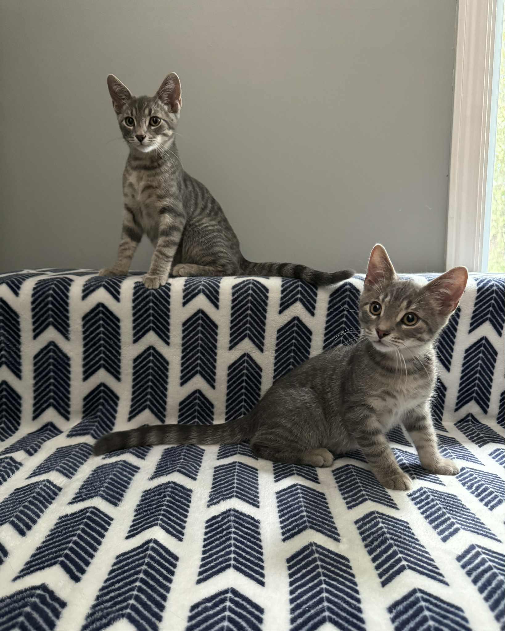 Enlarge Chevy, a Adopted Tabby in Orleans, ON image 5/6