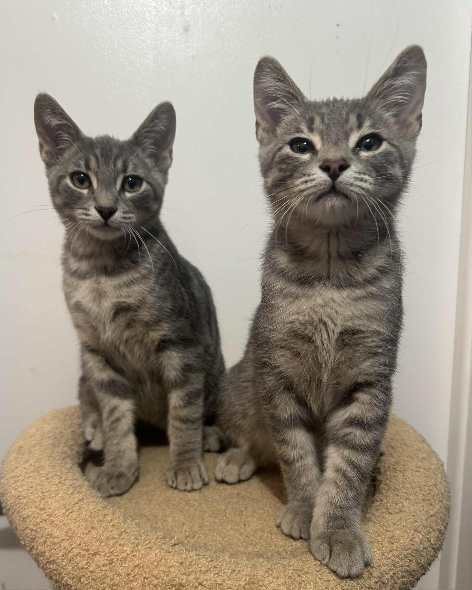 Enlarge Chevy, a Adopted Tabby in Orleans, ON image 6/6