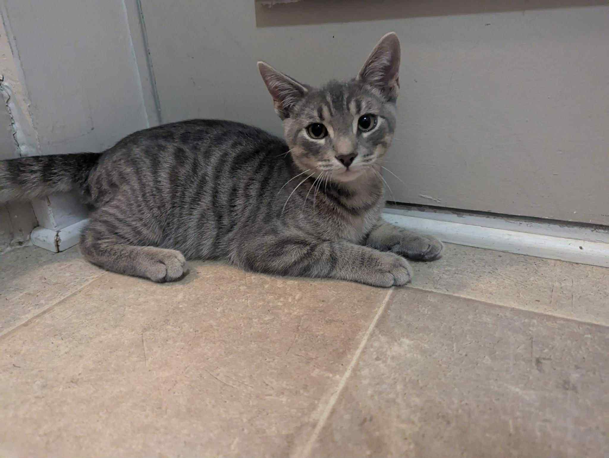 Enlarge Chevy, a Adopted Tabby in Orleans, ON image 4/6