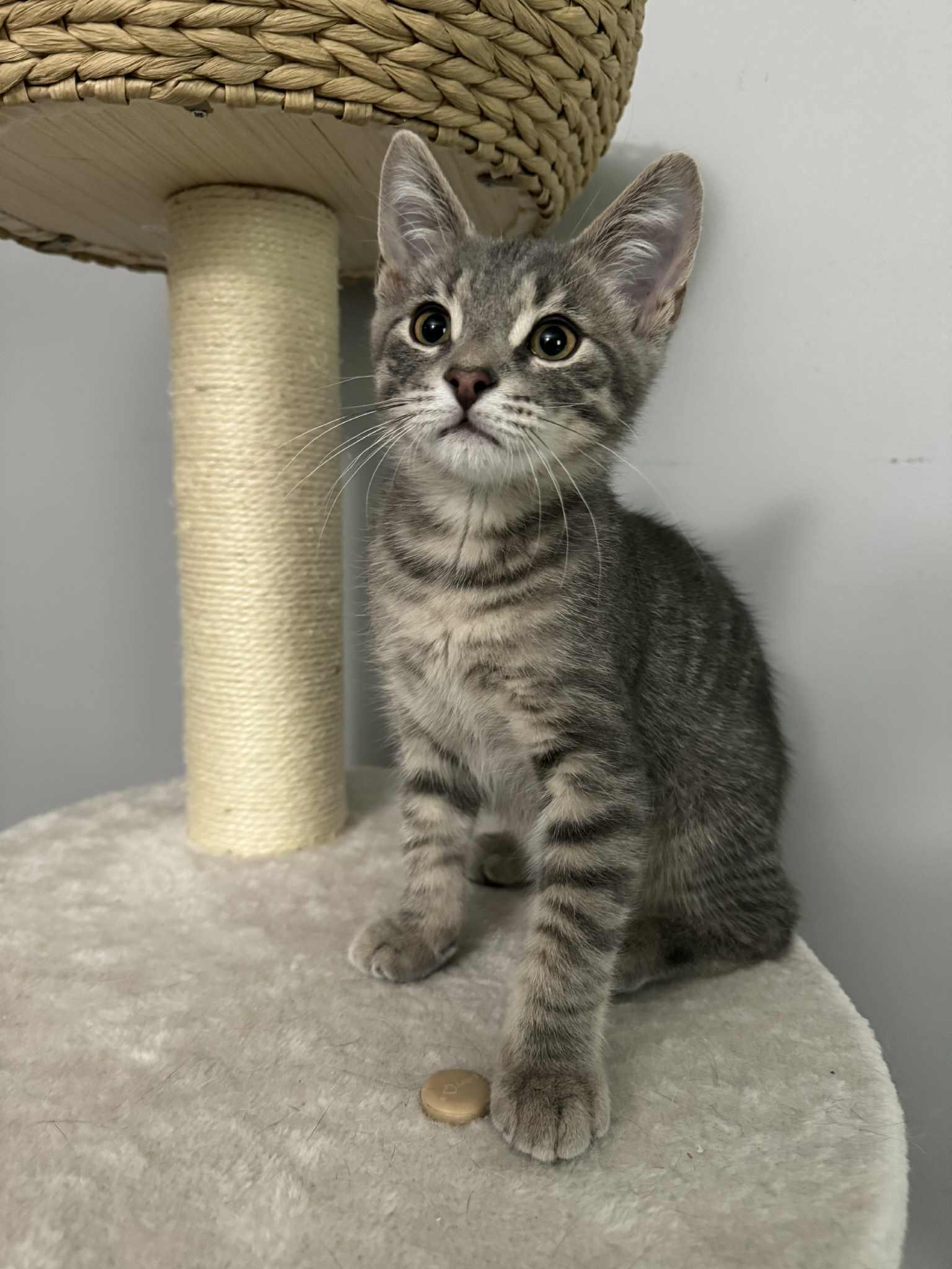 Enlarge Chevy, a Adopted Tabby in Orleans, ON image 3/6