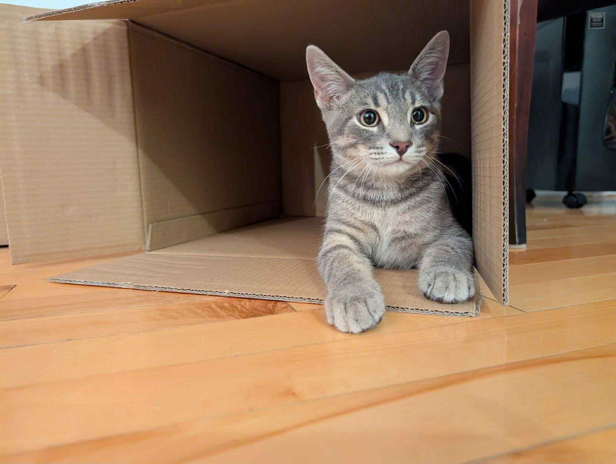 Chevy, Adopted, Young Male Tabby.